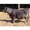 Image 8 : Leib Farm & Ranch Ltd. - 15 Black Angus/Black Angus X Bred Cows (Southey, SK)