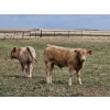 Image 10 : Logan Ranching - 675# Steer Calves - 90 Head (Oyen, AB) VBP+