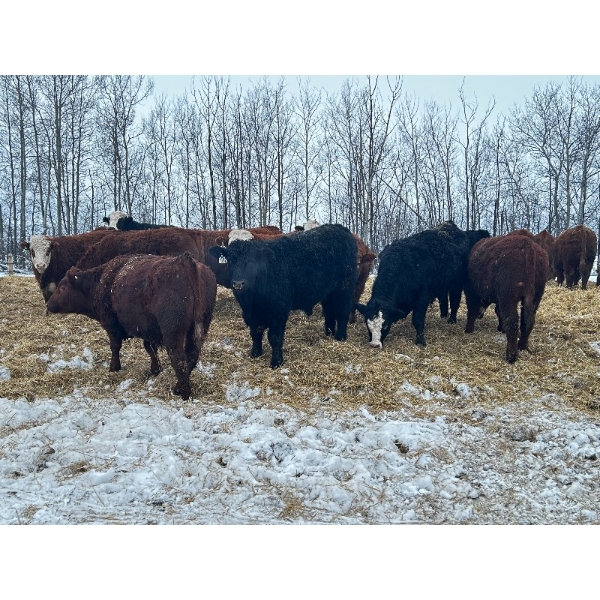 Chris Bartel - 1025# February Delivery Steers - 60 Head (Fort Vermilion, AB)