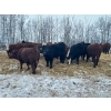Image 1 : Chris Bartel - 1025# February Delivery Steers - 60 Head (Fort Vermilion, AB)