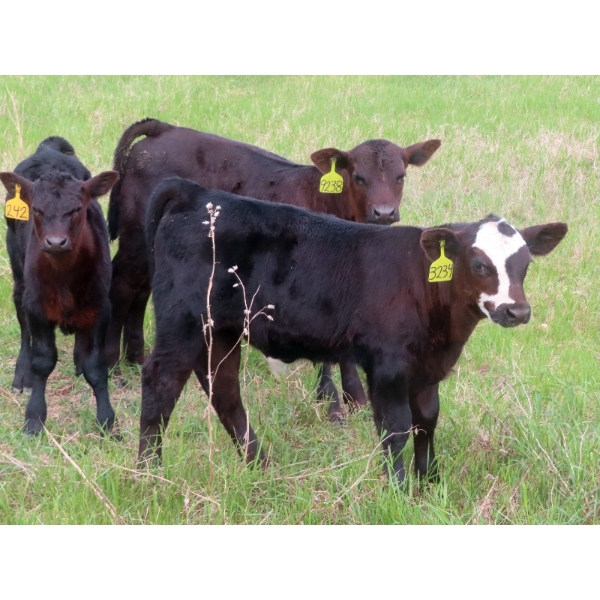 Knapp Farms - 550# October Delivery Steer Calves - 110 Head (Southey, SK)