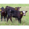 Image 1 : Knapp Farms - 550# October Delivery Steer Calves - 110 Head (Southey, SK)