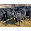 Image 11 : Misty Meadows Ranch - 34 Black Angus X Replacement Heifers (Austin, MB)