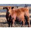 Image 2 : Scott & Gail Sapergia - 15 Red Simm X November Delivery Bred Heifers (Hays, AB)