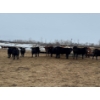 Image 7 : JDC AG - 850# August Delivery Heifers - 140 Head (Yorkton, SK)