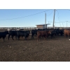 Image 2 : Valleyview Ranch - 940# Sept/Oct Delivery Steers - 65 Head (Valleyview, AB)