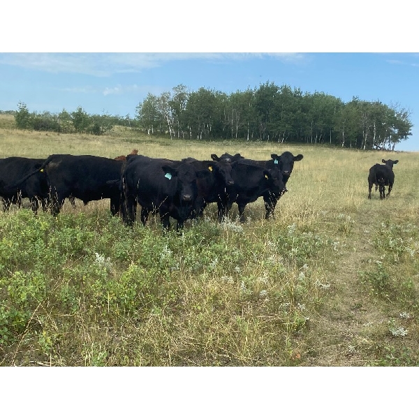 George Ranching - 1050# September Grass Steers - 49 Head (Marwayne, AB)
