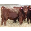 Image 9 : A&A Farms - 25 Red Replacement Heifers (Coaldale, AB)