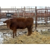 Image 2 : Regehr Land & Cattle - 3 Heifers (Pen 140)