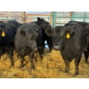 Image 2 : Armstrong Family Ranch - 12 Heifers (Pen 144)