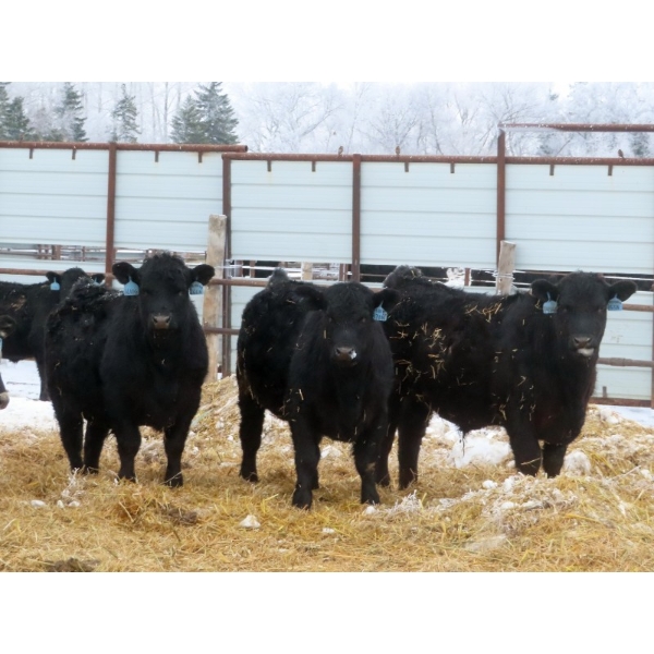 D & N Livestock - 900# February Delivery Steers - 68 Head (Peebles, SK)