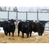 Image 1 : D & N Livestock - 900# February Delivery Steers - 68 Head (Peebles, SK)