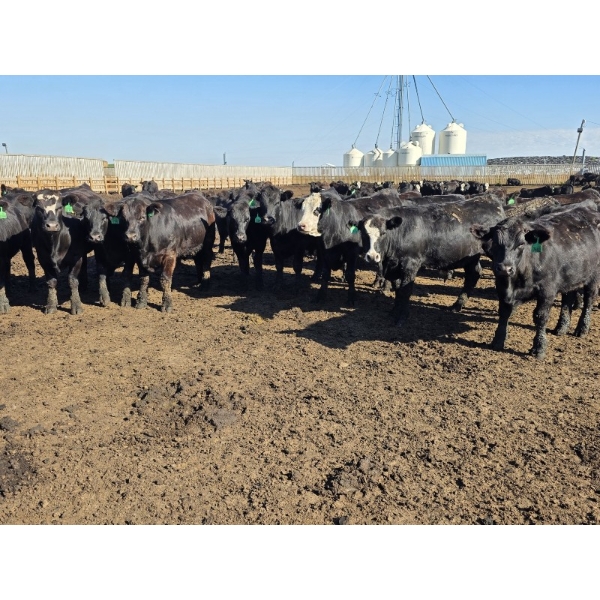 Ripple Rock Ranch - 880# August Delivery Steers - 210 Head (Fincastle, AB)