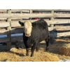 Image 2 : Fox Cattle Co. - 7 Bred Heifers (Pen 509)