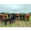 Image 2 : Debbie Born - 20 1st Calf Angus Pairs (Coldstream, BC)