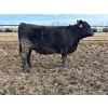 Image 4 : Luke & Jen Smith - 980# April Delivery Heifers - 62 Head (Rhein, SK)