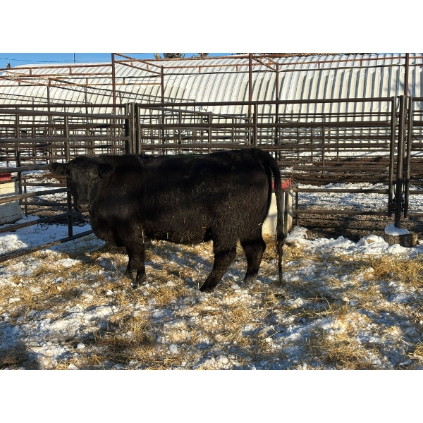 Crooked Creek Ranch - 1 Second Calver (Pen 429)