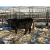 Image 1 : Crooked Creek Ranch - 1 Second Calver (Pen 429)