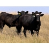 Image 2 : Rafter C Cattle Co. - 910# September Delivery Grass Steers - 58 Head (Lafleche, SK)