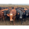 Image 2 : Kelsey Porter Inc. - 825# May Delivery Heifers - 230 Head (Burdett, AB)