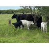 Image 5 : Franklin Cattle Co. - 625# December Delivery Steer Calves - 285 Head (Kipling, SK)