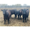 Image 3 : Eastligt Farms - 60 Black Angus X Replacement Heifers (Jarvie, AB)