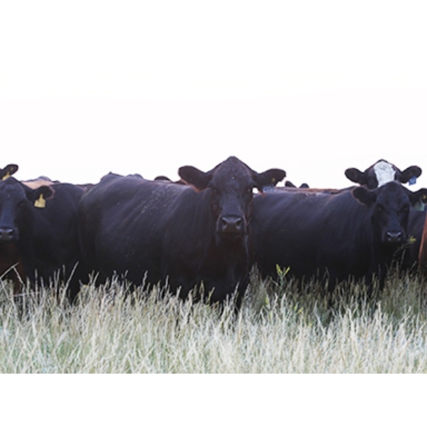 Right Cross Ranch - 1375# August Delivery Mature Open Cows - 25 Head (Gapview, SK)