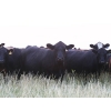 Image 1 : Right Cross Ranch - 1375# August Delivery Mature Open Cows - 25 Head (Gapview, SK)