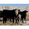 Image 4 : Hopper Farms/Jace Poffenroth - 825# March Delivery Steers - 33 Head (Rimbey, AB)