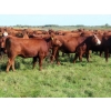 Image 7 : Moose Creek Red Angus Ltd. - 995# October Delivery Grass Heifers - 440 Head (Kisbey, SK)