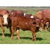 Image 4 : Mullen Land & Cattle Co. - 550# September Delivery Heifer Calves - 112 Head (Peers, AB)