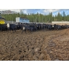 Image 2 : Westwold View Farms - 720# March Delivery Heifers - 175 Head (Westwold, BC)