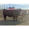 Image 7 : Cunningham Cattle Co. - 1425# July Delivery Heiferettes - 35 Head (Sundre, AB)