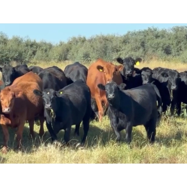 Cross Coulee Ranching - 975# October Delivery Grass Heifers - 130 Head (Duchess, AB)