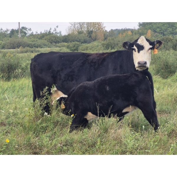 Malarky Farms - 35 Black/Black X Cow/Calf Pairs (Newdale, MB)