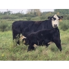 Image 1 : Malarky Farms - 35 Black/Black X Cow/Calf Pairs (Newdale, MB)