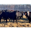 Image 1 : Eastligt Farms - 725# November Delivery Steer Calves - 120 Head (Jarvie, AB)