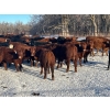 Image 3 : Turtleview Livestock - 740# January Delivery Steers - 79 Head (Goodlands, MB) VBP+