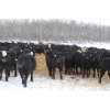 Image 2 : Flying B Ranching Co. - 950# April Delivery Steers - 45 Head (Kennedy, SK)
