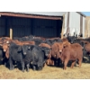 Image 2 : Dwayne Nicolay - 740# February Delivery Steers - 84 Head (Rocky Mountain House, AB)