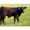 Image 9 : Richard Beekman - 575# November Delivery Steer Calves - 30 Head (Strathmore, AB)