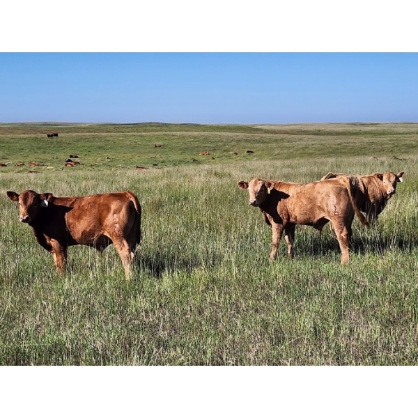 Stolson Farms Ltd. - 650# October Delivery Steer Calves - 90 Head (Chaplin, SK)