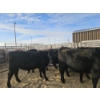 Image 2 : Lazy J Cattle Co. - 6 Black Heifers (Pen 305 - 307) 934# avg