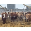 Image 4 : Clayton & Bailey Smith, Austin Hines - 1020# September Delivery Grass Heifers - 300 Head 