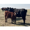 Image 5 : Calberta Farms/McMillin Ranching - 600# November Delivery Steer Calves - 100 Head (Hanna, AB)