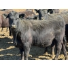 Image 4 : Van Hal Livestock Inc. - 33 Black Angus Replacement Heifers (Seven Persons, AB)