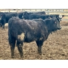 Image 11 : In The Coulee Ranch - 820# February Delivery Steers - 36 Head (Pincher Creek, AB)