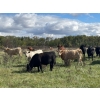Image 5 : Hines Ranching Co. Ltd. - 1030# October Delivery Grass Steers - 120 Head (Paradise Hill, SK)