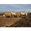 Image 3 : Greg Trewin - 950# March/April Delivery Steers - 126 Head (Coulter, MB)