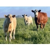 Image 22 : Darcy, Colton & Blake Reinhardt - 700# October Delivery Steer Calves - 88 Head (Nightingale, AB)